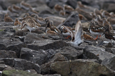 Calidris alpina - Dunlin