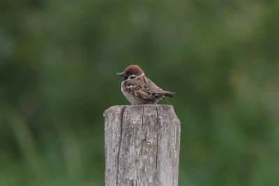 Passer montanus - Eurasian Tree Sparrow