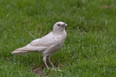 Corvus monedula - Jackdaw