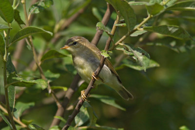 Phylloscopus trochilus - Willow Warbler