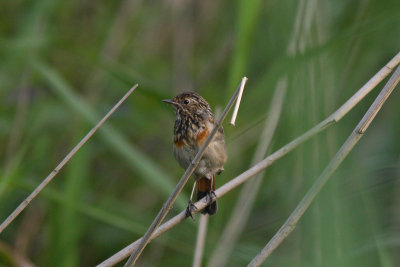 Luscinia svecica - Bluethroat