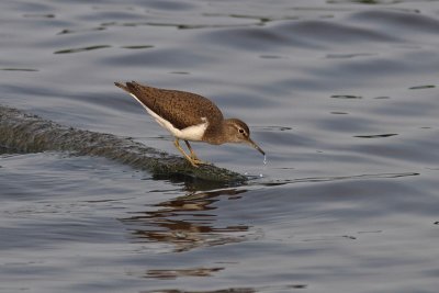 Actitis hypoleucos - Common Sandpiper