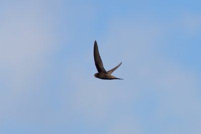 Apus apus - Common Swift