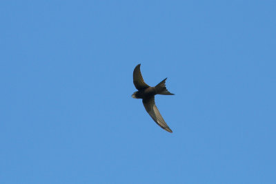 Apus apus - Common Swift
