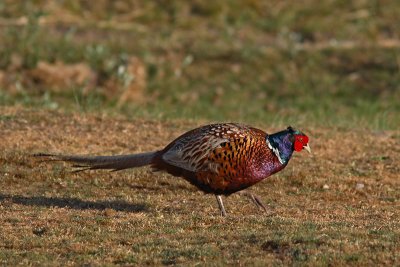 Phasianus colchicus - Ring-necked Pheasant