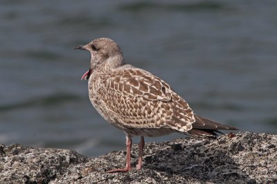 Larus argentatus - Herring Gull