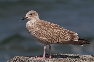 Larus argentatus - Herring Gull