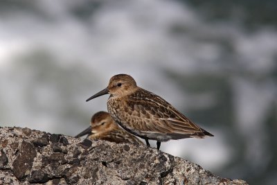 Calidris alpina - Dunlin