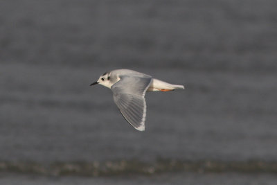 Hydrocoloeus minutus - Little Gull