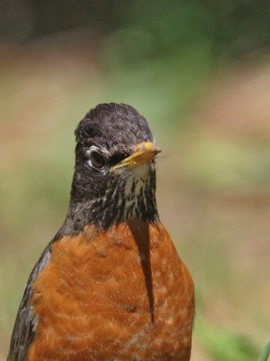 Turdus migratorius - American Robin