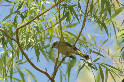 Setophaga ruticilla - American Redstart