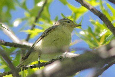 Vireo gilvus - Warbling Vireo