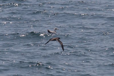 Puffinus griseus - Sooty Shearwater