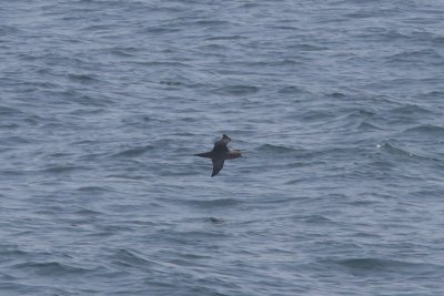 Puffinus griseus - Sooty Shearwater