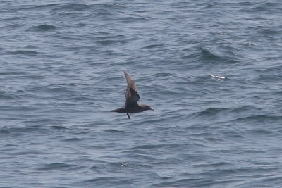 Puffinus griseus - Sooty Shearwater