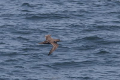 Puffinus griseus - Sooty Shearwater