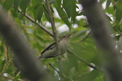 Vireo gilvus - Warbling Vireo
