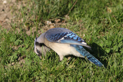 Cyanocitta cristata - Blue Jay