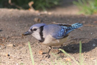 Cyanocitta cristata - Blue Jay