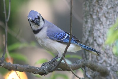 Cyanocitta cristata - Blue Jay