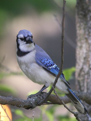 Cyanocitta cristata - Blue Jay