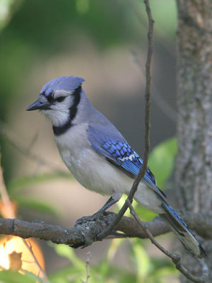 Cyanocitta cristata - Blue Jay