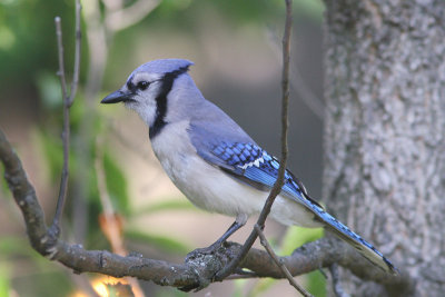 Cyanocitta cristata - Blue Jay
