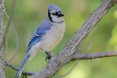 Cyanocitta cristata - Blue Jay