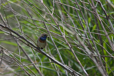 Luscinia svecica - Bluethroat