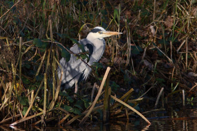 Ardea cinerea - Blue Heron