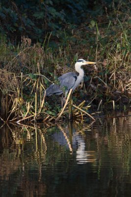 Ardea cinerea - Blue Heron