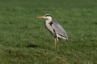 Ardea cinerea - Blue Heron