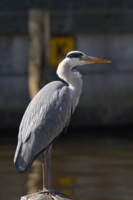 Ardea cinerea - Blue Heron