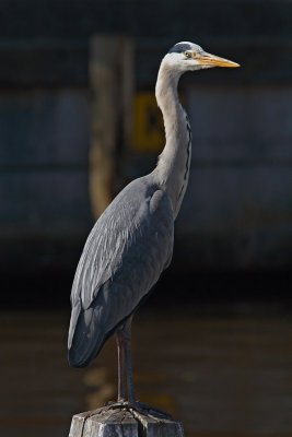 Ardea cinerea - Blue Heron