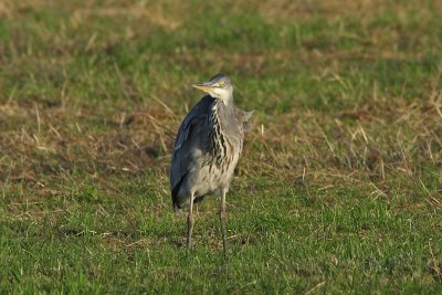 Ardea cinerea - Blue Heron