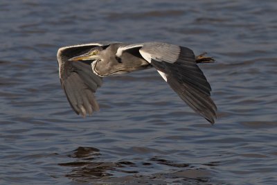 Ardea cinerea - Blue Heron