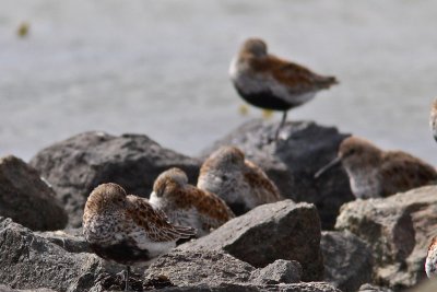 Calidris alpina - Dunlin