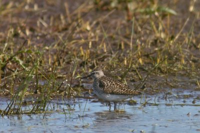 Tringa glareola - Wood Sandpiper
