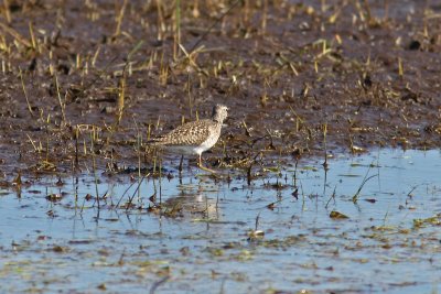 Tringa glareola - Wood Sandpiper
