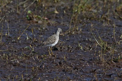 Tringa glareola - Wood Sandpiper
