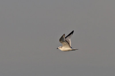 Rissa tridactyla - Kittiwake