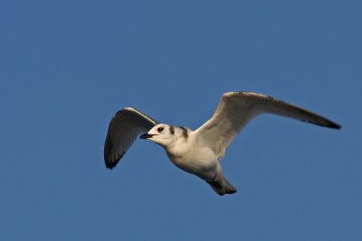 Rissa tridactyla - Kittiwake