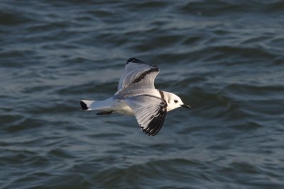 Rissa tridactyla - Kittiwake
