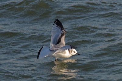 Rissa tridactyla - Kittiwake
