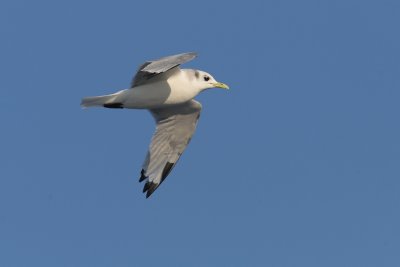 Rissa tridactyla - Kittiwake