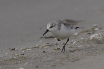 Calidris alba - Sanderling