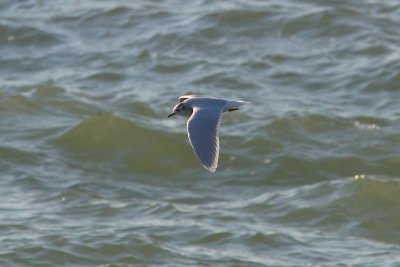 Hydrocoloeus minutus - Little Gull