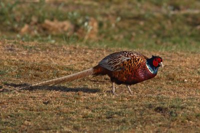 Phasianus colchicus - Ring-necked Pheasant