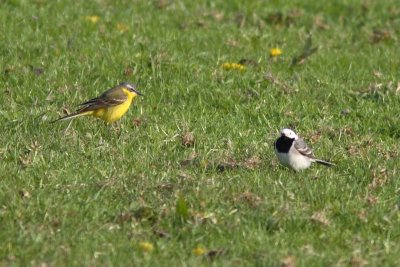 Motacilla flava - Blue-headed Wagtail