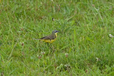 Motacilla flava - Blue-headed Wagtail